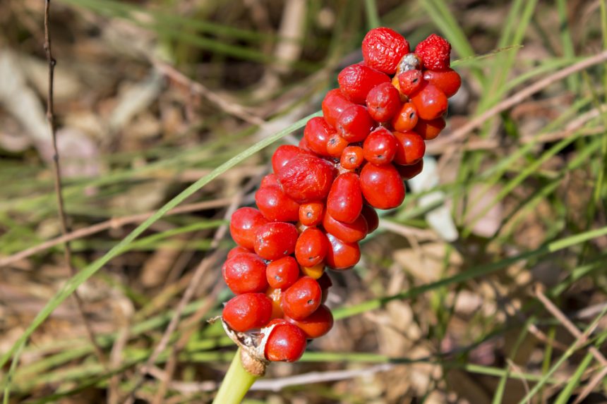 Ameisen im Blumentopf » So vertreiben Sie sie