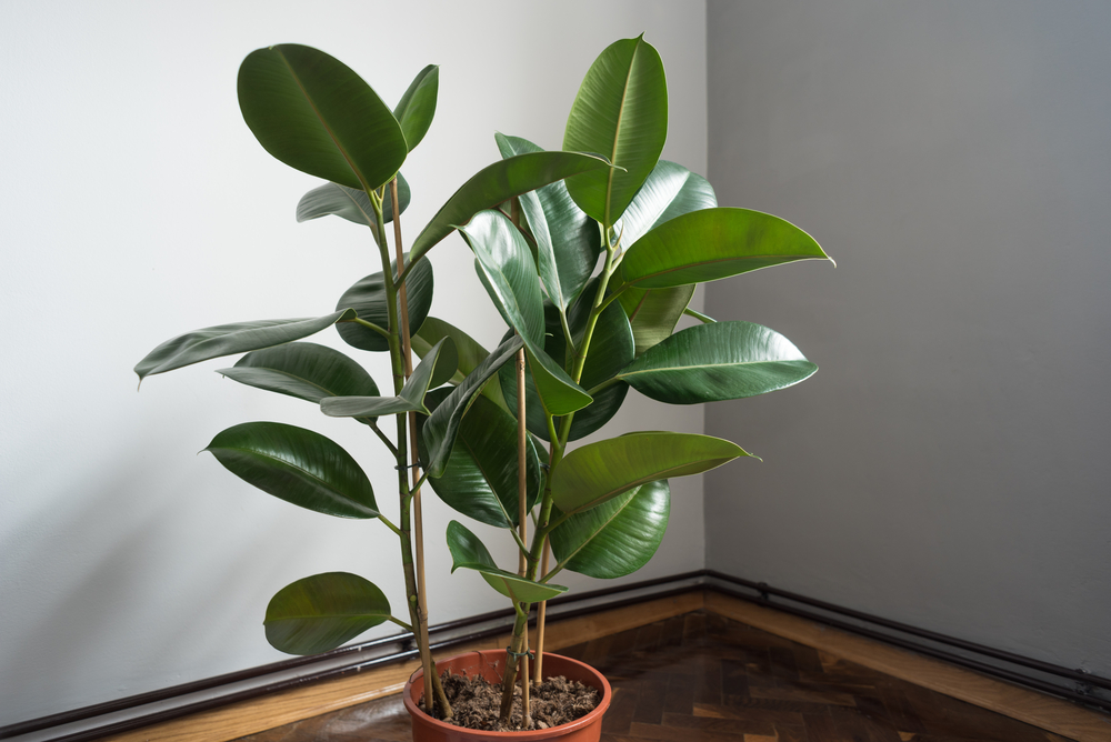 Baum fürs Wohnzimmer » Diese Bäume gedeihen als Zimmerpflanze