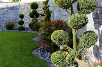 Buchsbaum Im Garten » So Setzen Sie Ihn Kreativ Ein