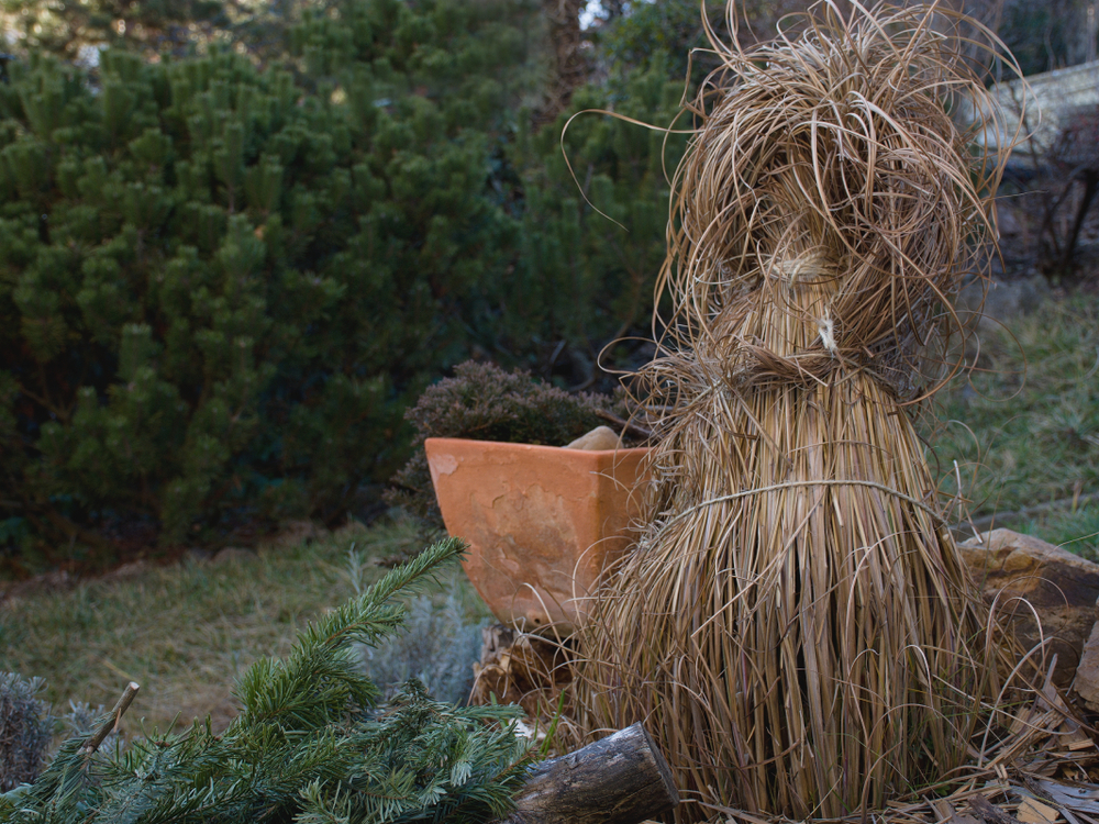 Chinaschilf überwintern » So schützen Sie Miscanthus vor Frostschäden