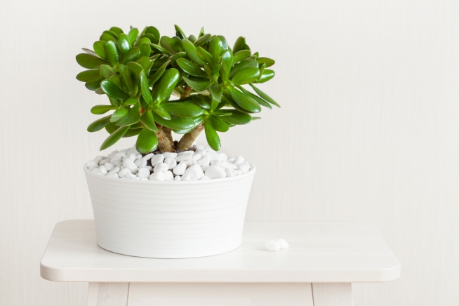 Geldbaum∗ Die 10 besten Pflegetipps (Crassula ovata)