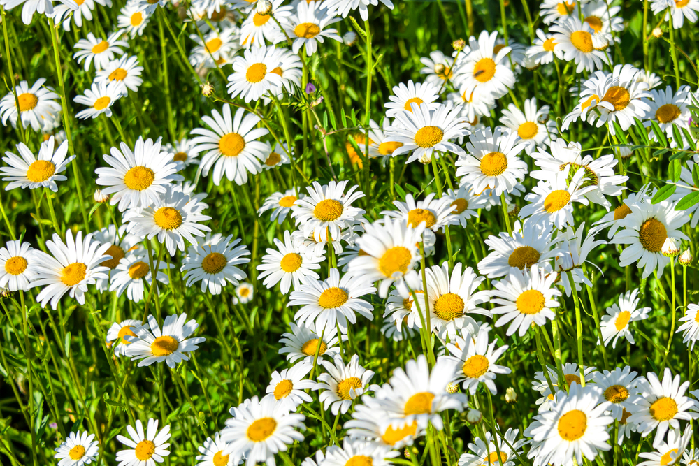 Margeriten einpflanzen » Standort, Aussaat und mehr