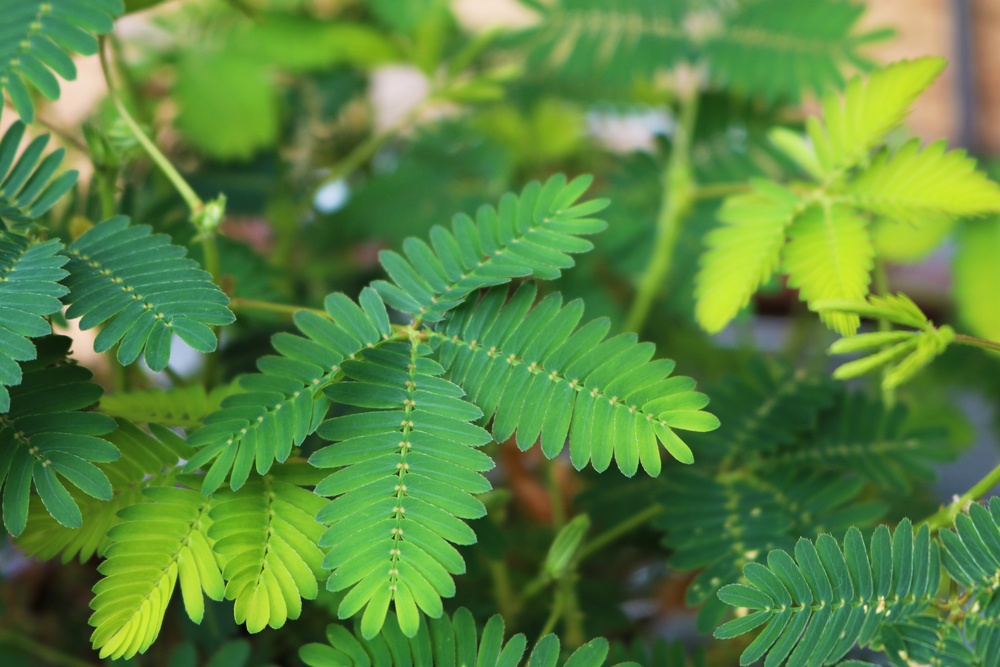 Mimose ∗ Die 10 besten Pflegetipps, Krankheiten und mehr