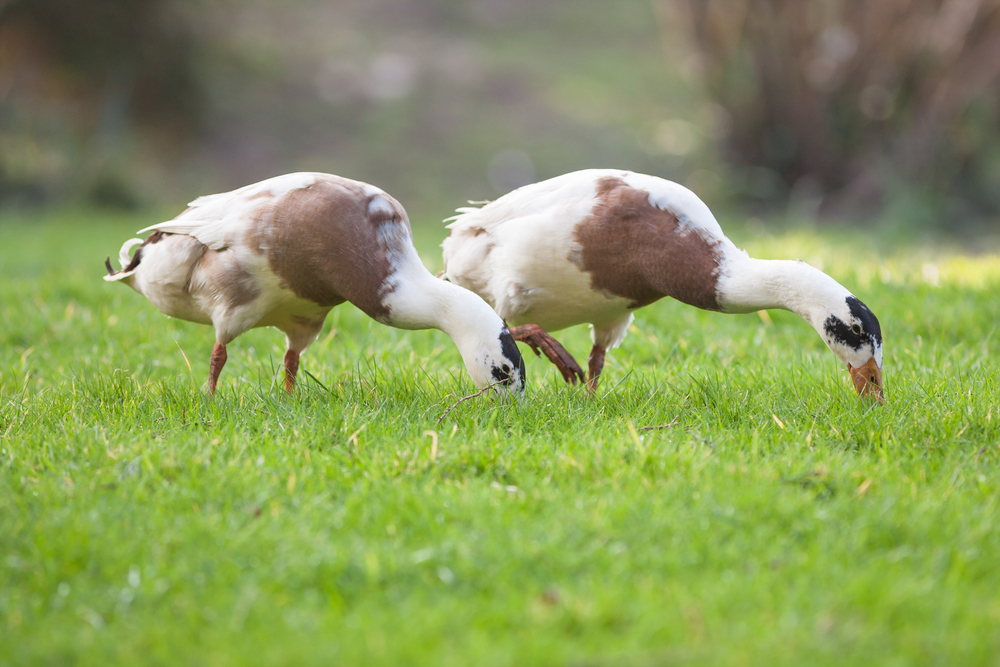 Käfer im Garten » Welche sind nützlich und welche nicht?