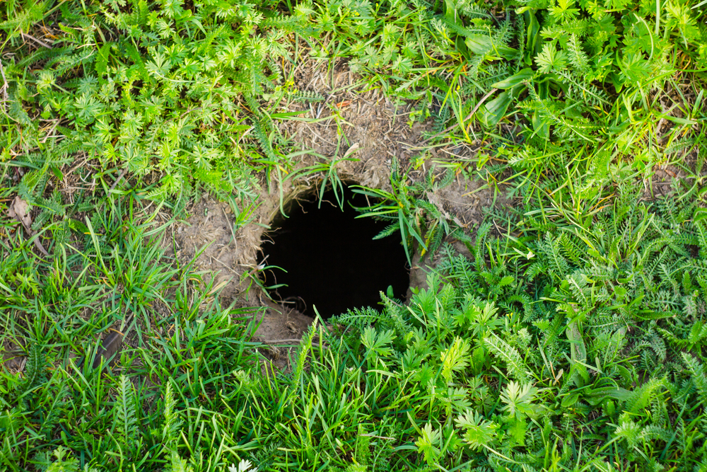 27+ schlau Bild Maulwurf Oder Wühlmaus Im Garten Maulwurf Und