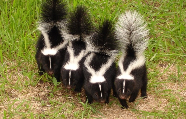 GC35QJH Skunks (Traditional Cache) in Kentucky, United States created
