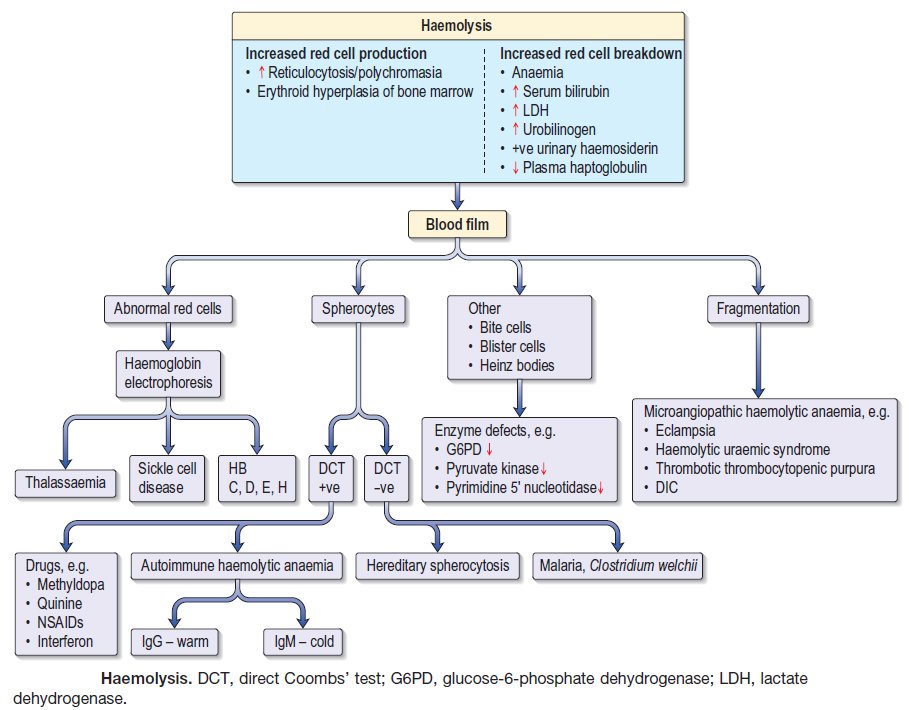 Hemolysis Diagnostic Algorithm and Causes Increased GrepMed