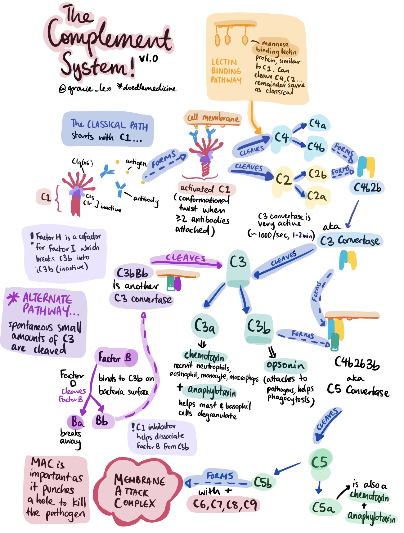 Overview of the Complement System Classical and Alternative GrepMed