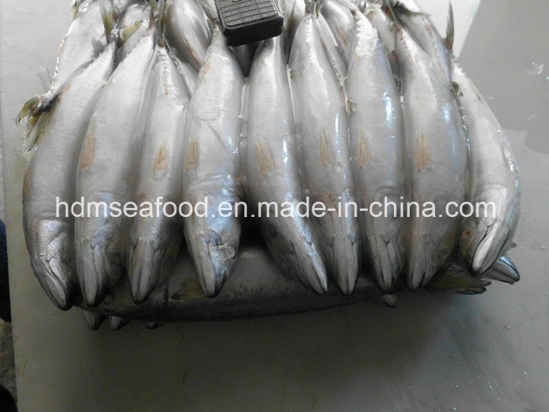 Frozen Fish Seafood Frozen Mackerel Launched