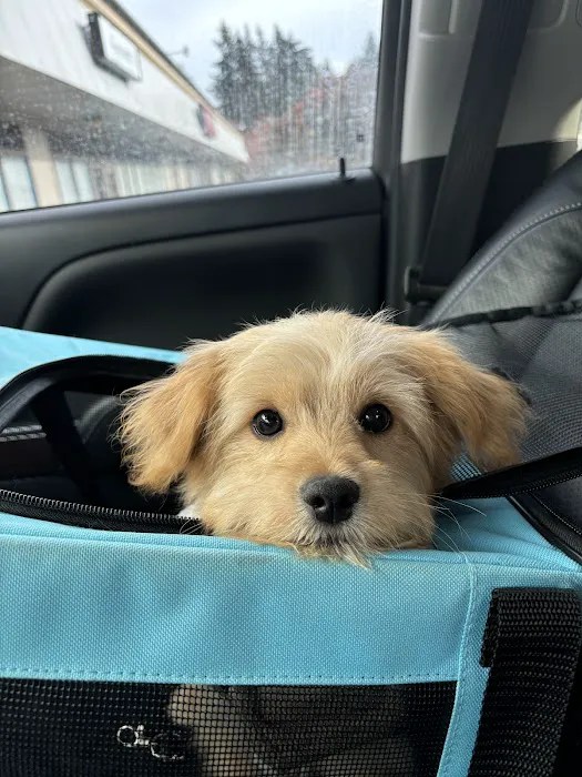 Explore Vaccination Services at Vetco Vaccination Clinic