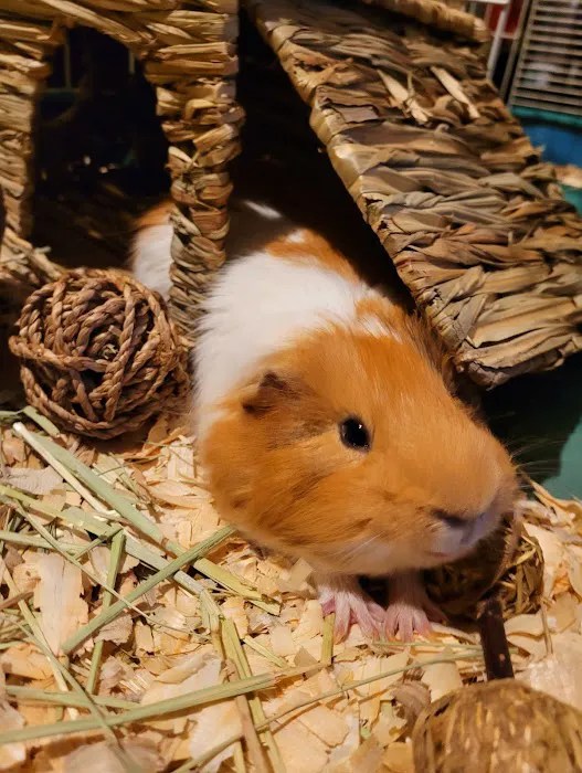 Vetco Vaccination Clinic Focused and Convenient Pet Vaccinations in