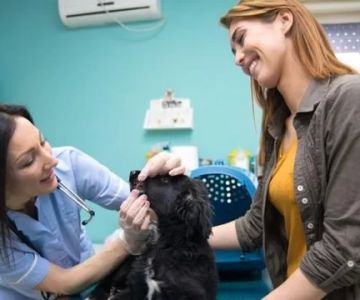 How to Get into Veterinary School – A Step-by-Step Guide