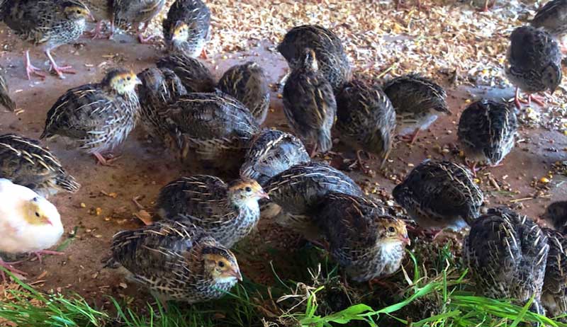 black coturnix quails on the ground
