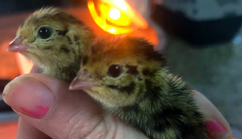two coturnix quails in hand