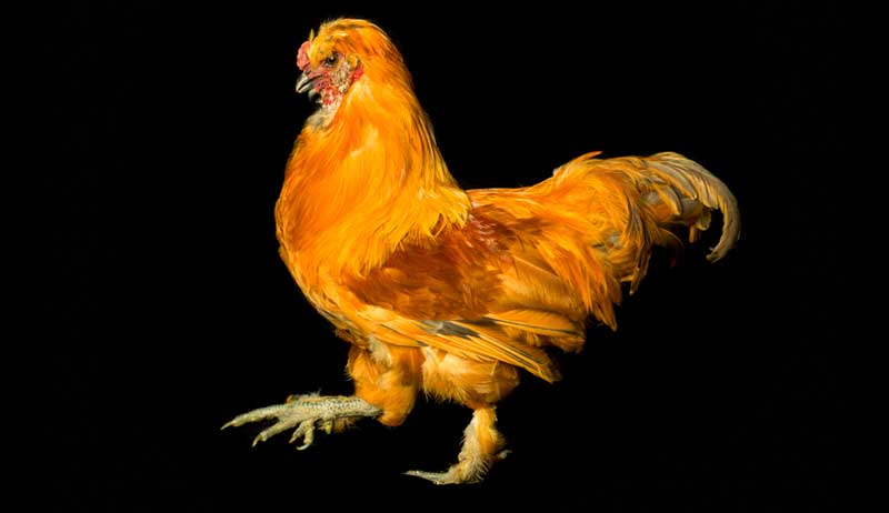 photographing chickens