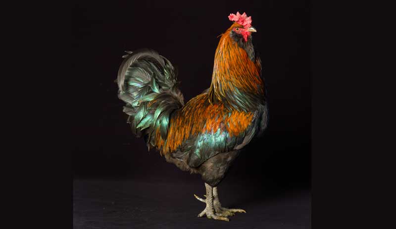 photograph chickens