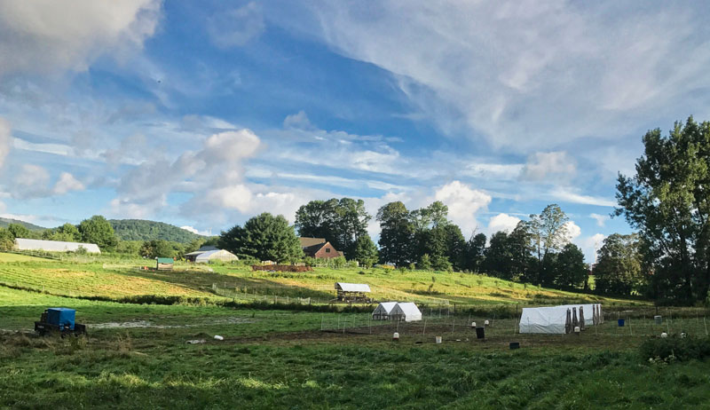 Red Shirt Farm organic regenerative no-till