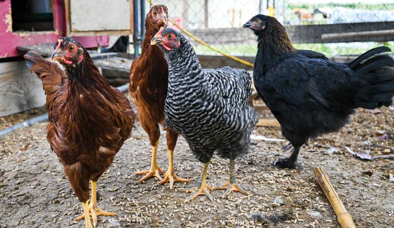 therapy chickens chicken