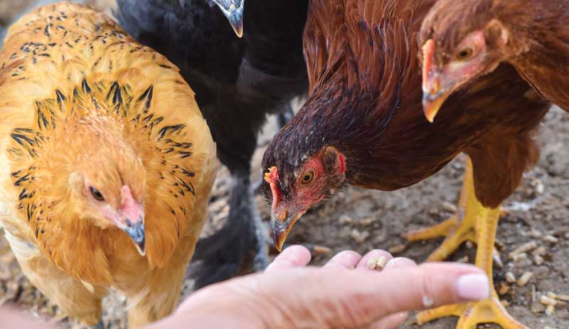 therapy chickens chicken
