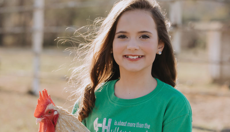 4-H chickens