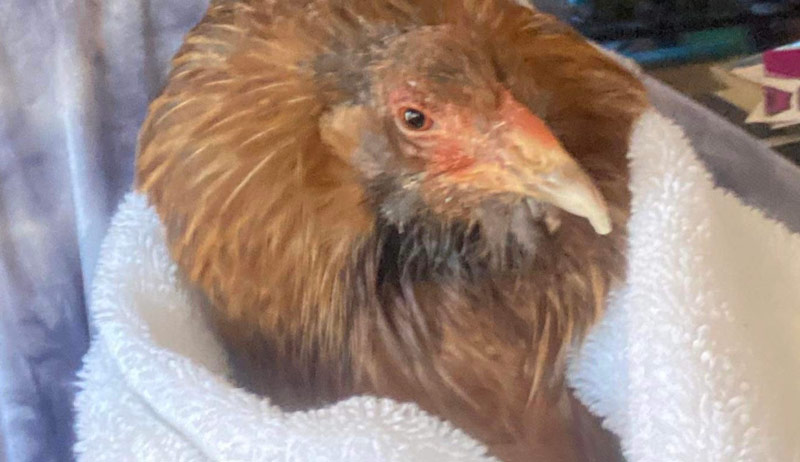 chicken toes injury amputate