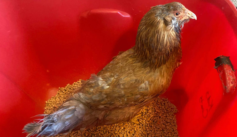 chicken toes injury amputate