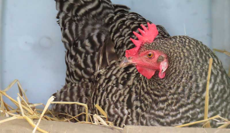 how-to-clean-a-chicken-coop