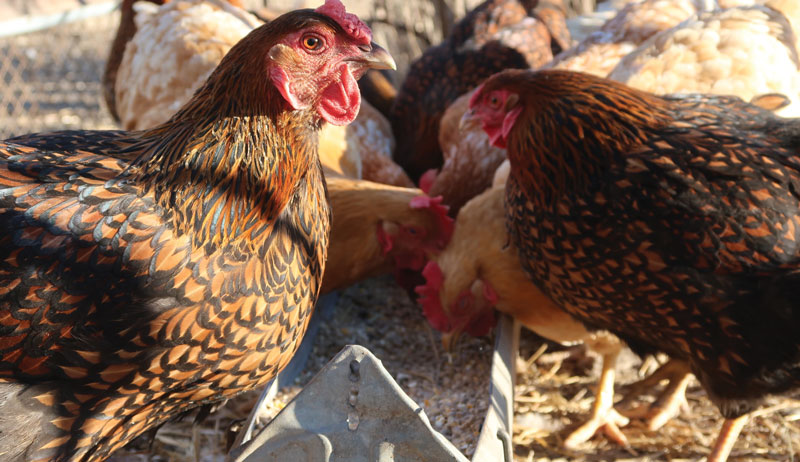 chicken health chickens poultry