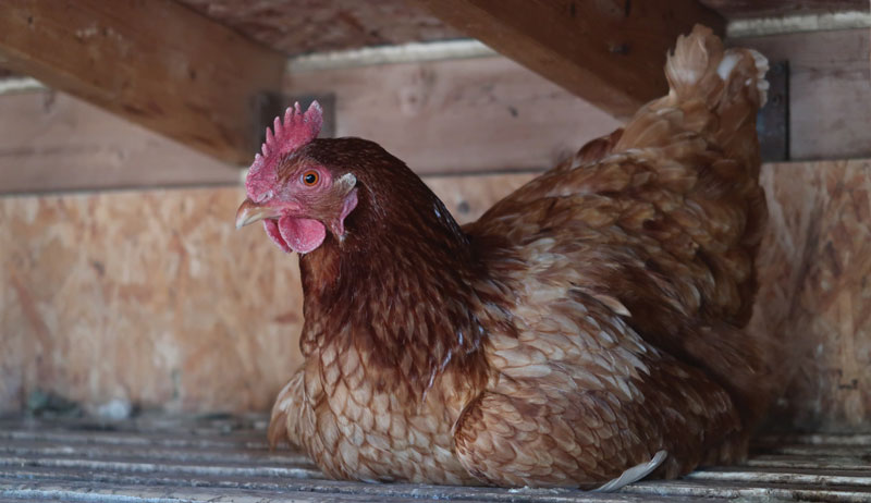 chicken health chickens poultry