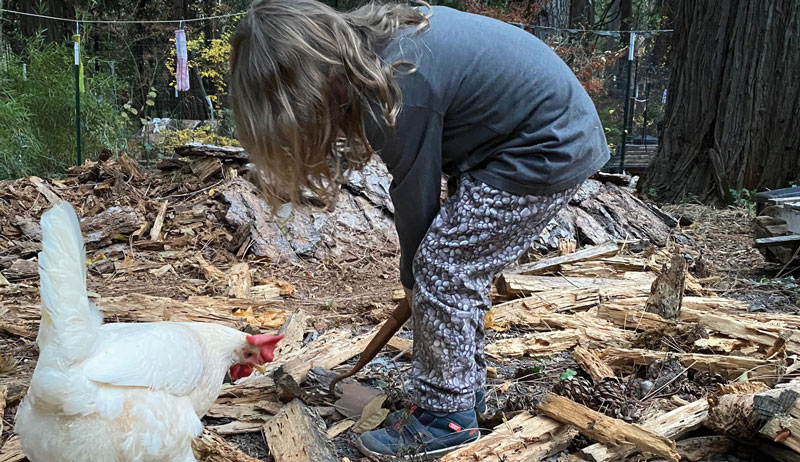 COVID-19 pandemic chickens