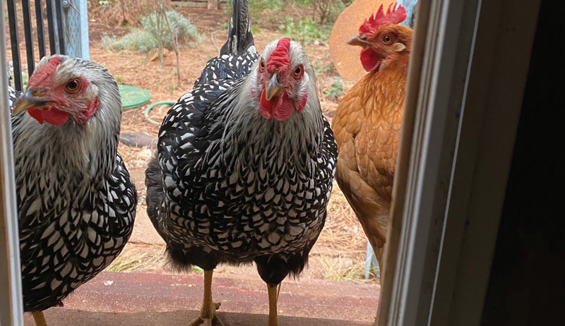 COVID-19 pandemic chickens