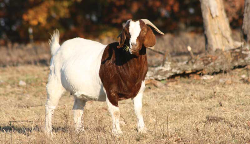 A Standing Boer goat
