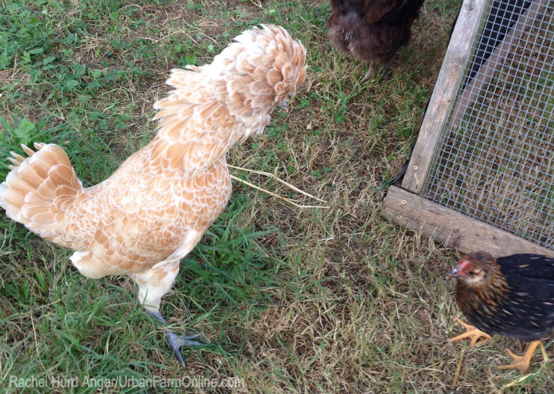 When Pecking Orders Collide - Photo by Rachel Hurd Anger (HobbyFarms.com)