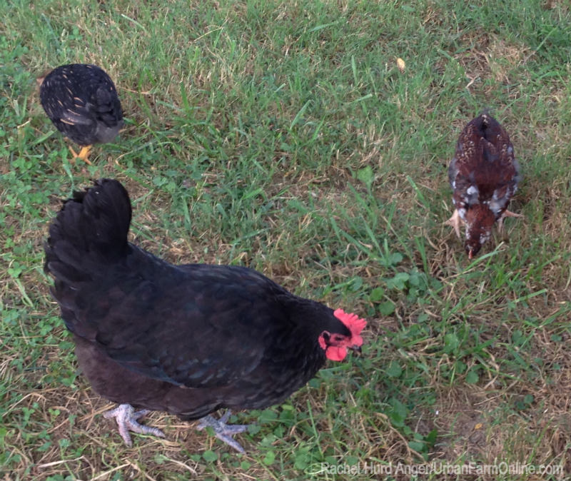 When Pecking Orders Collide - Photo by Rachel Hurd Anger (HobbyFarms.com)