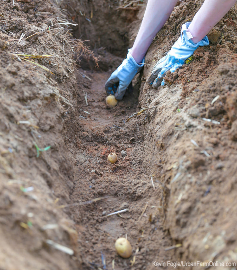 How to Get a Perfect Potato Harvest - Photo by Kevin Fogle (UrbanFarmOnline.com)