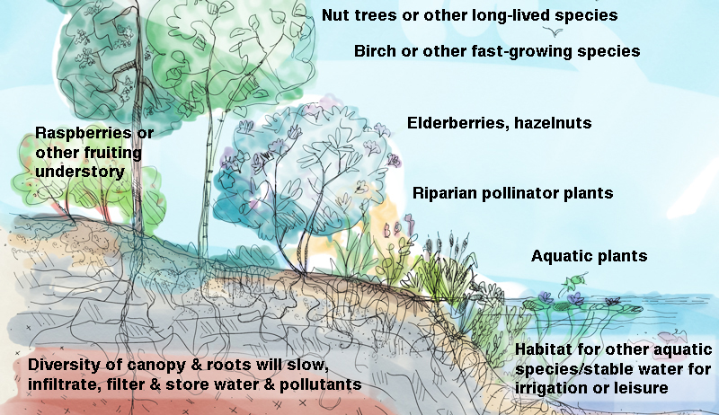 riparian buffer strip design