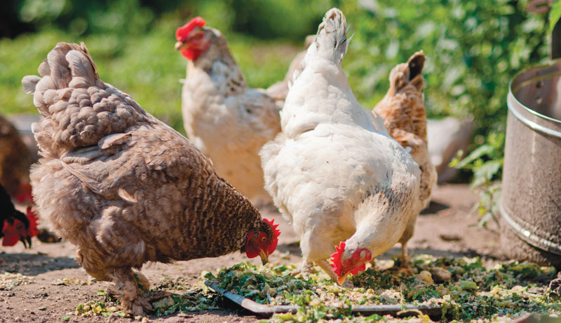 chicken chickens feed feeding