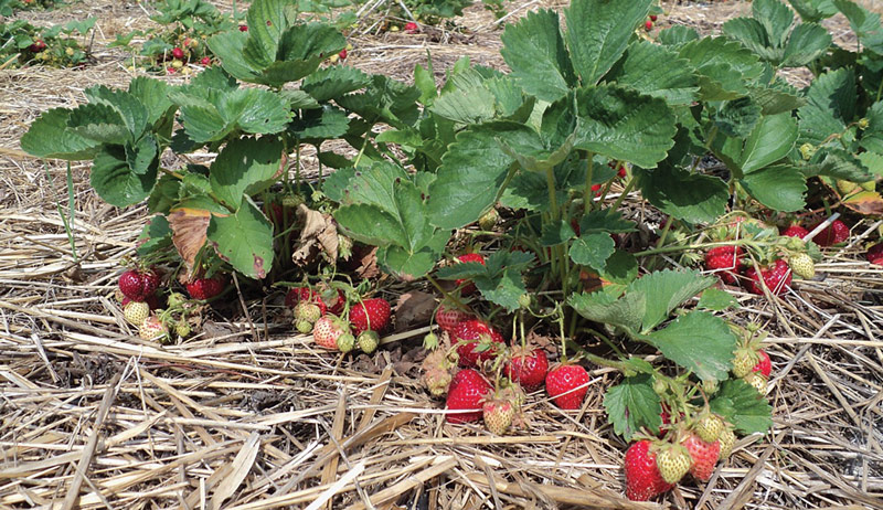 Strawberry plants and some dry grass in the garden