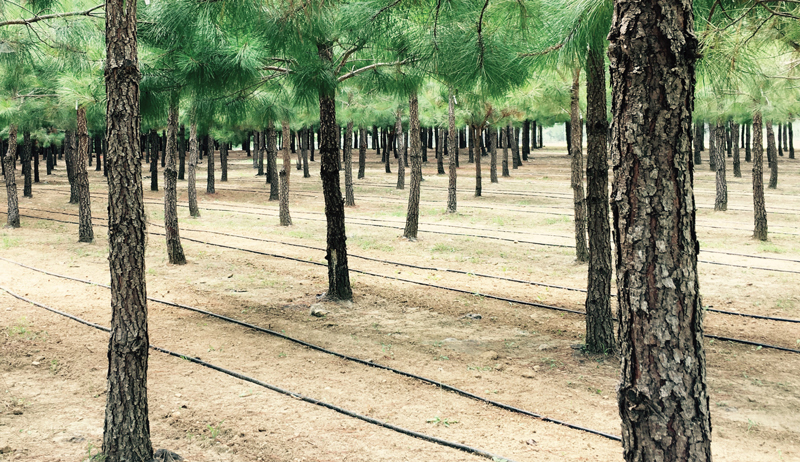 grow truffles growing farm