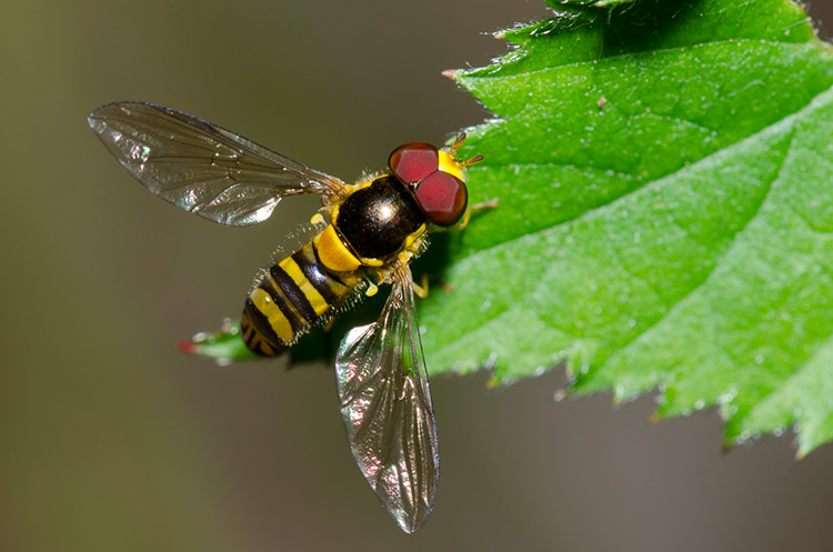 hoverfly