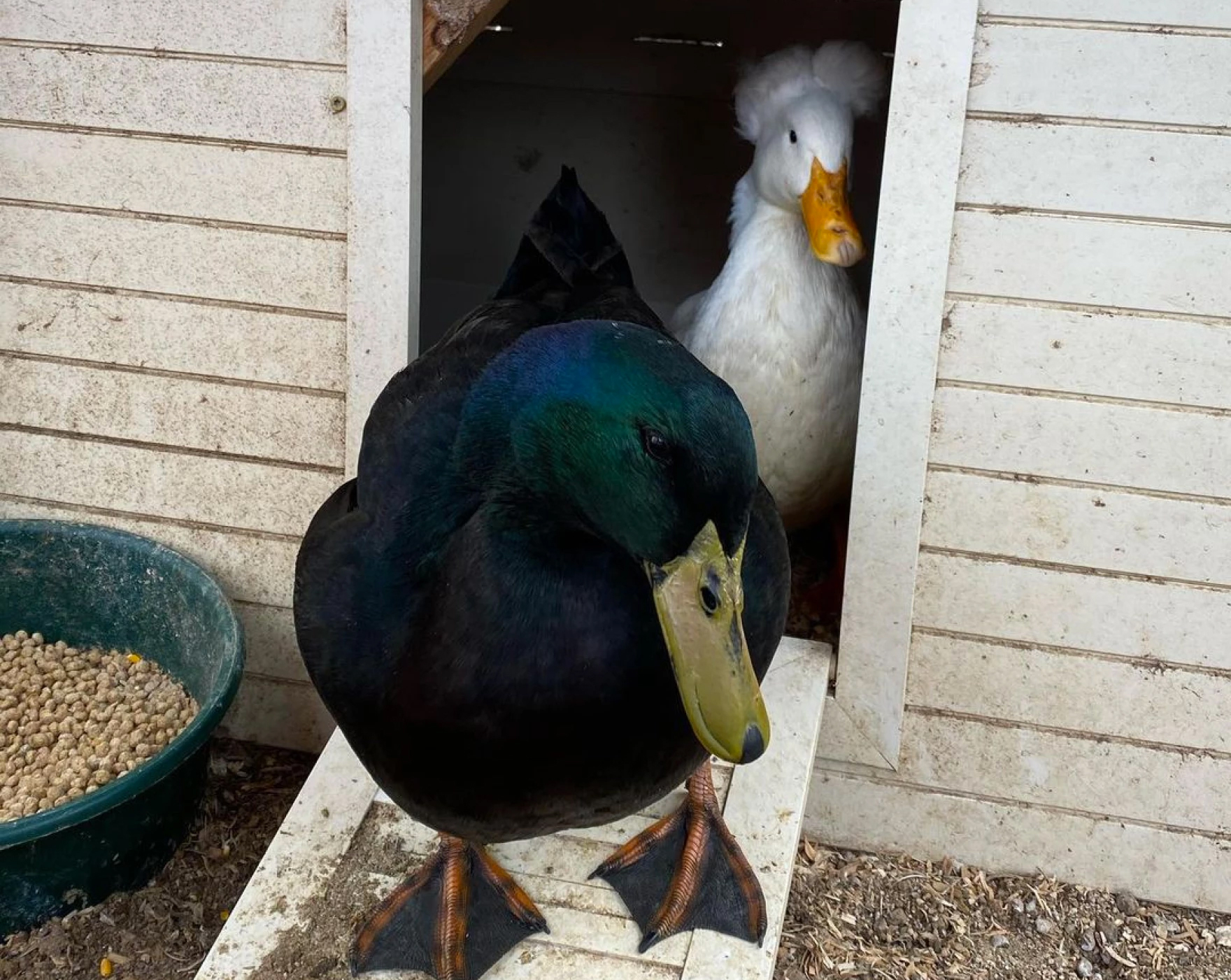 An update on Oakland's duck couple, now settled in at