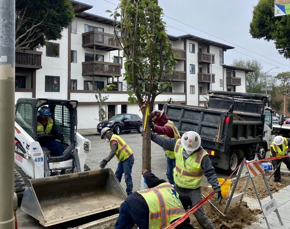 New cherry blossom trees planted in Japantown, replacing vandalized