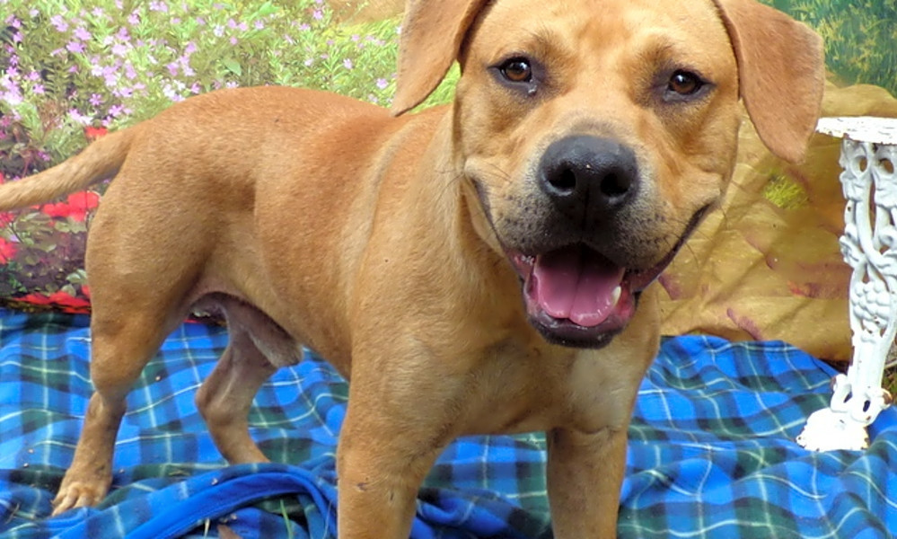 Puppies in Jacksonville looking for their furever homes