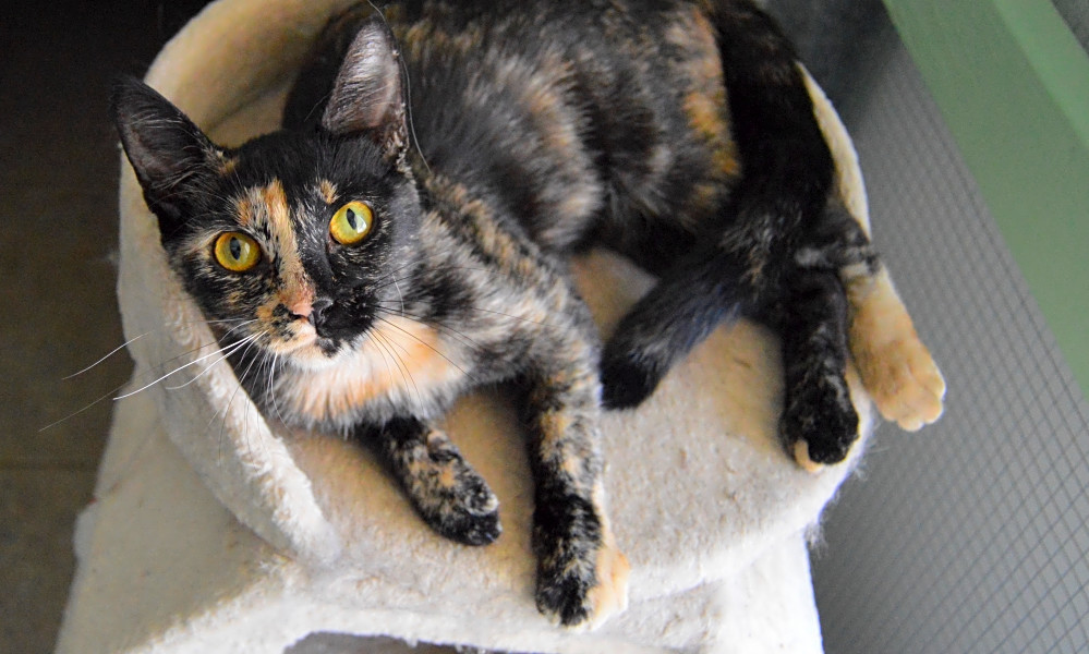 Cats in Bakersfield looking for their furever homes