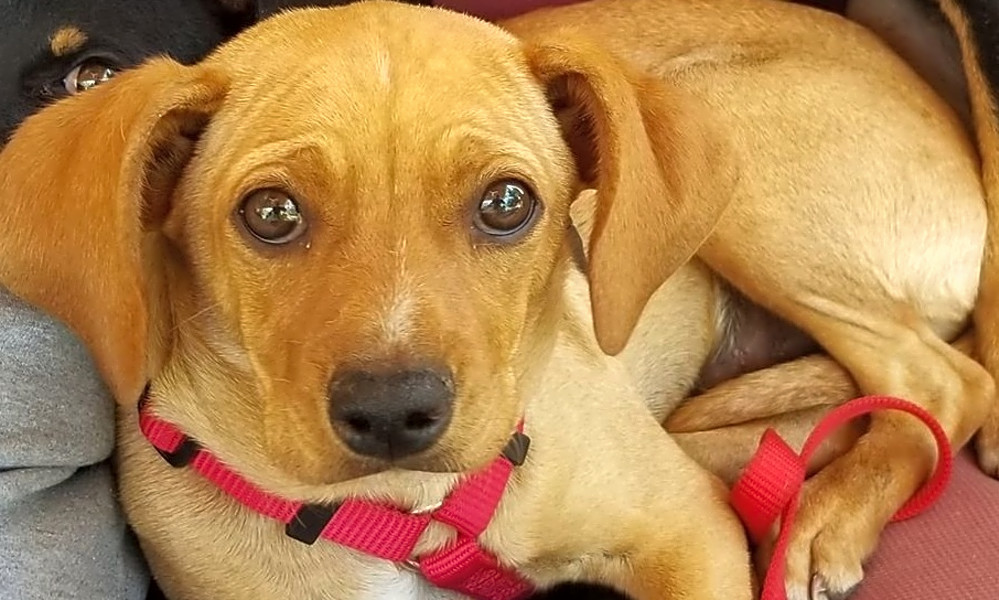4 perfect pups to adopt now in Portland