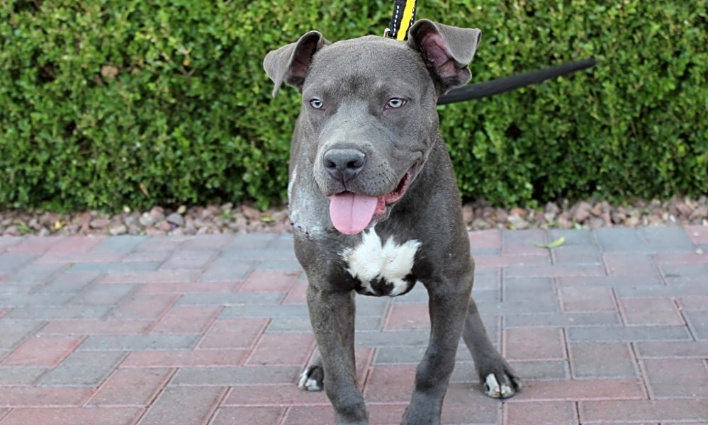 These Las Vegasbased puppies are up for adoption and in need of a