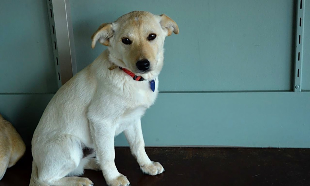 These San Antoniobased puppies are up for adoption and in