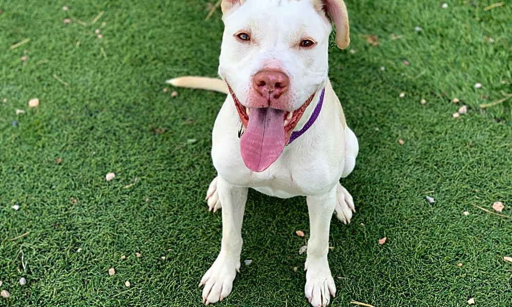 These Colorado Springsbased dogs are up for adoption and