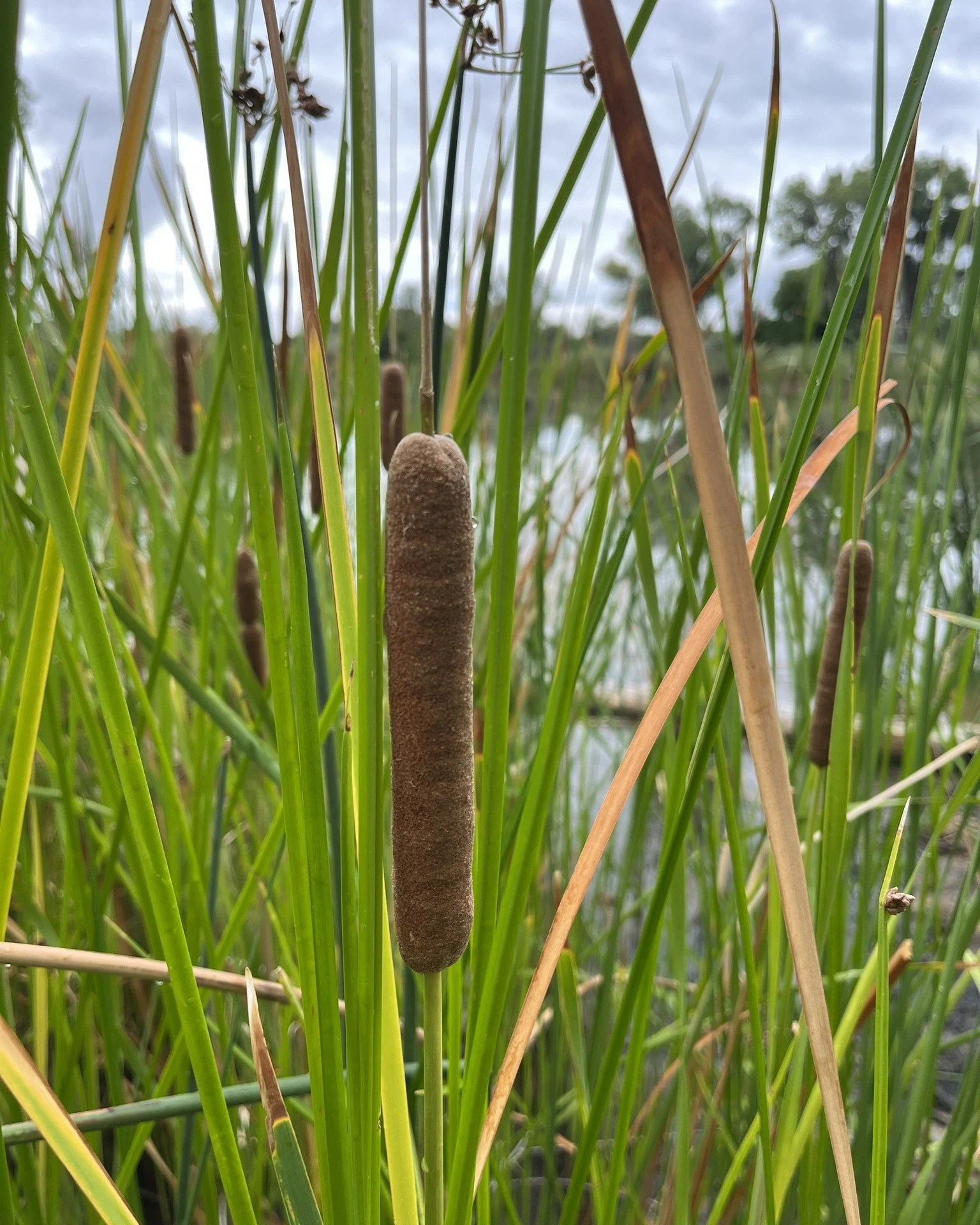 How to Grow Cattails? Heaven Gables