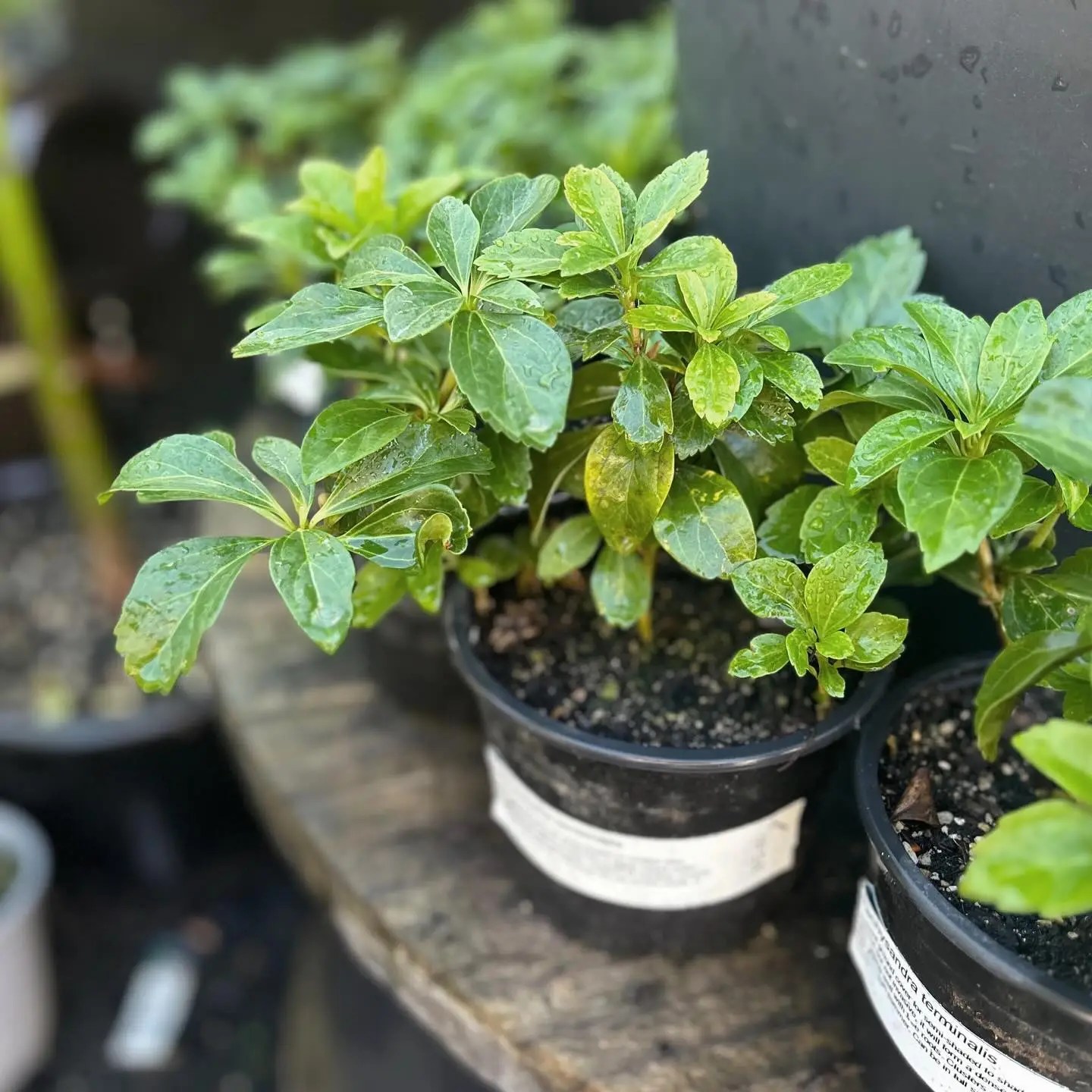 How to Plant Pachysandra? Heaven Gables